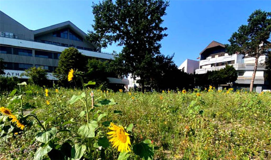 Blühwiese