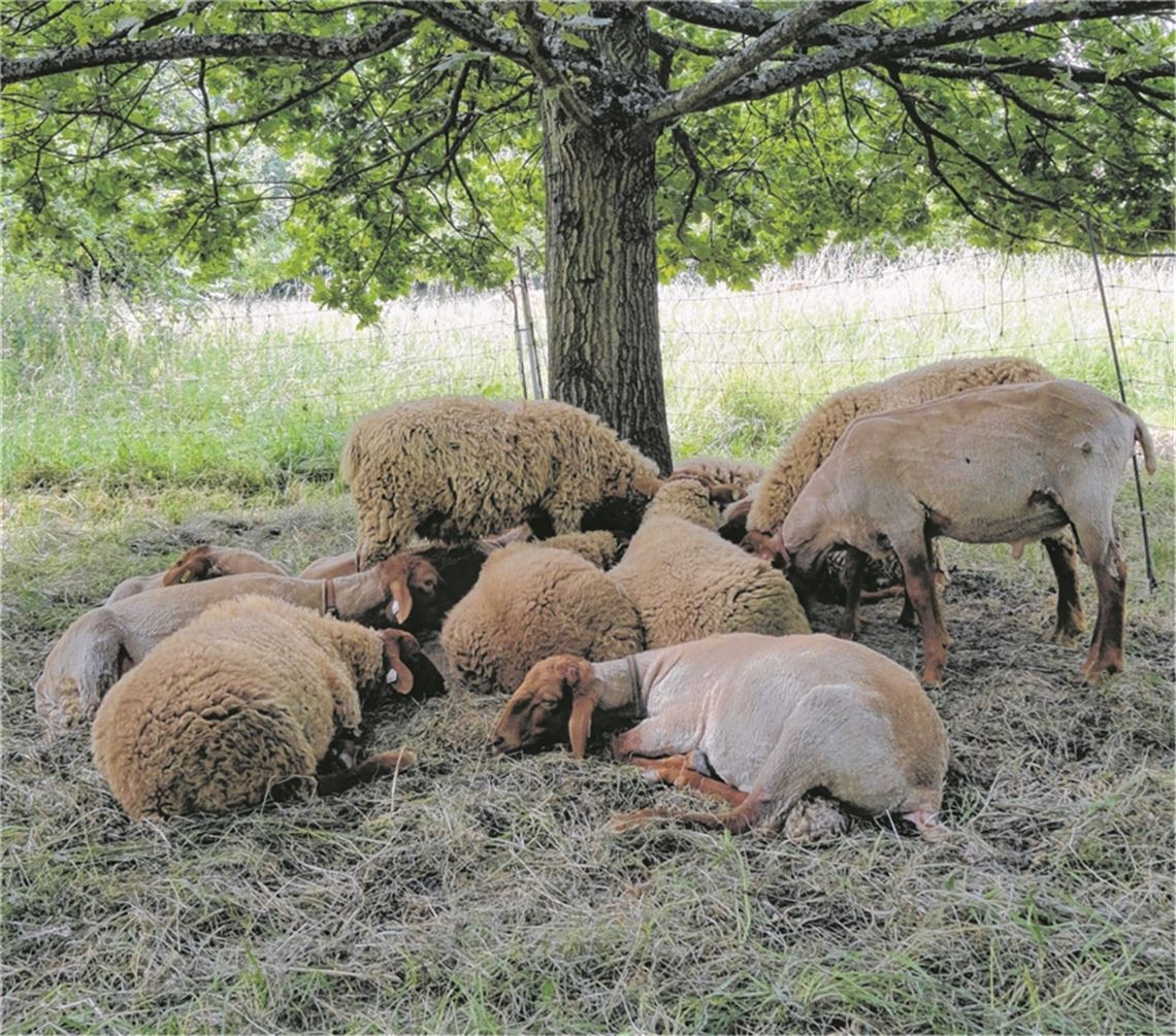 Sieste bei Familie Schaf. (Foto: Helga Wilhelm)