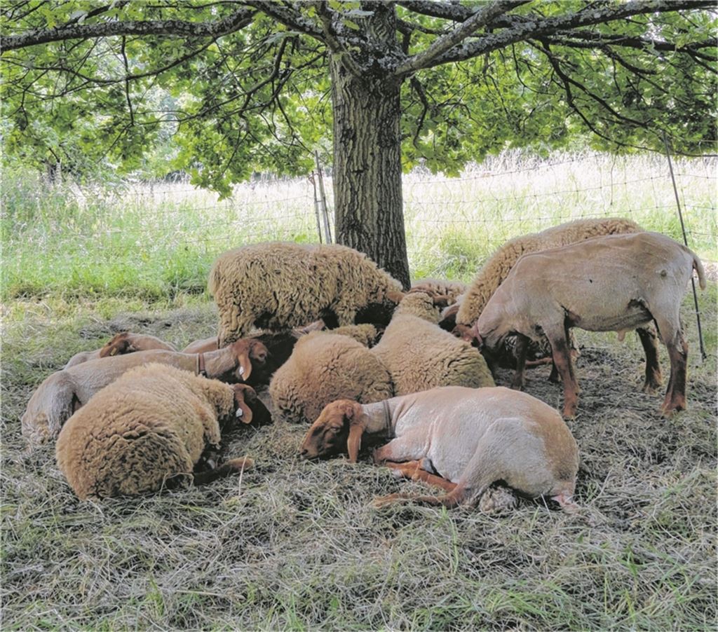 Sieste bei Familie Schaf. (Foto: Helga Wilhelm)