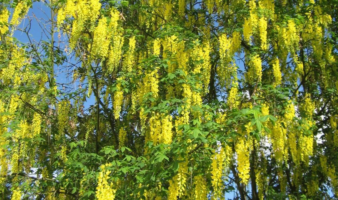Gift im Garten: Bei diesen beliebten Pflanzen ist Vorsicht angesagt