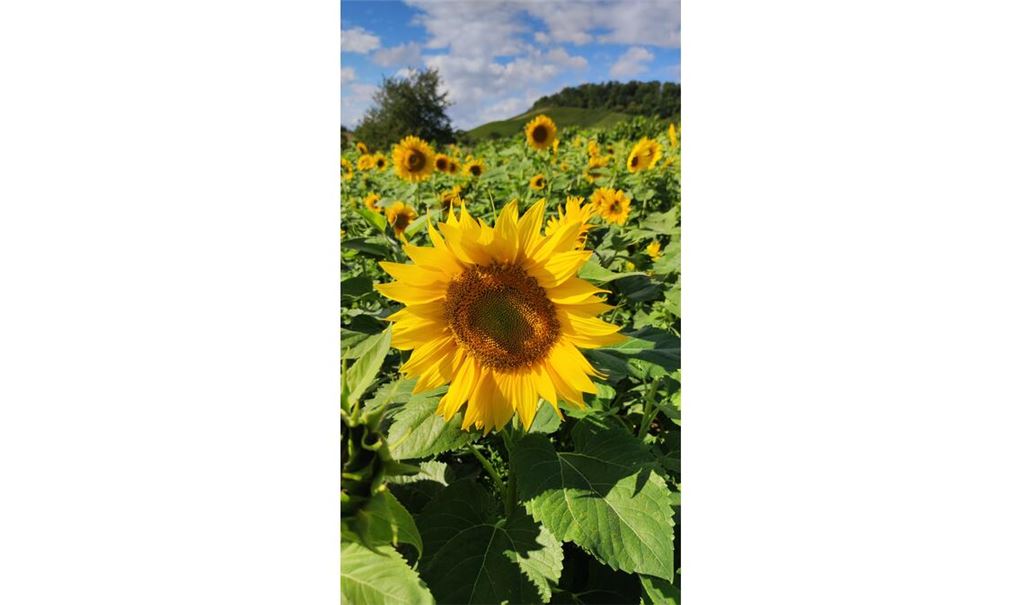 Sommerzeit