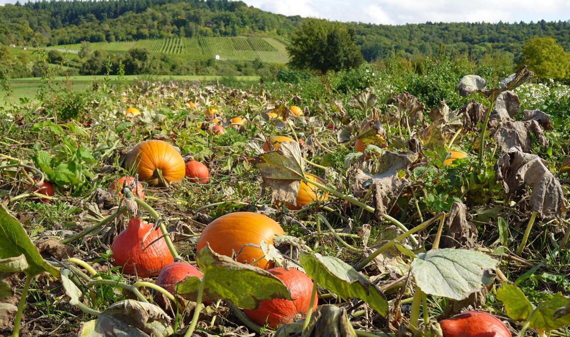 Den Herbst in Szene setzen Den Herbst in Szene setzen