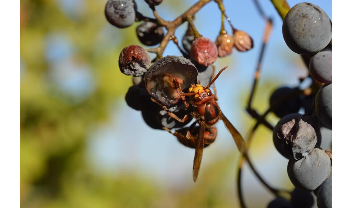 Herbstfarben