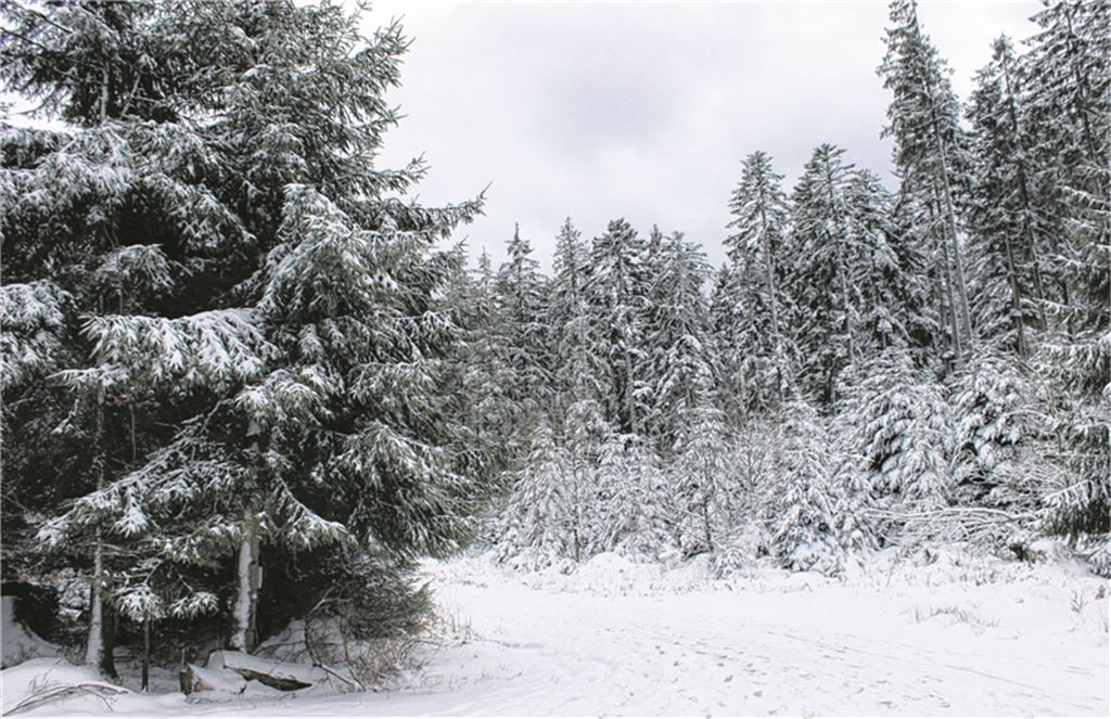 Winter – auf dem Dobel. (Foto: Joachim Schweikert, Ötisheim)