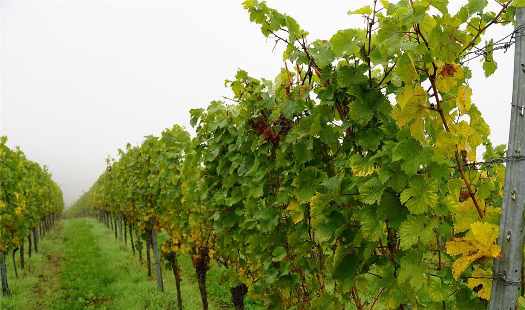 Hat der heimische Wein noch eine Zukunft?