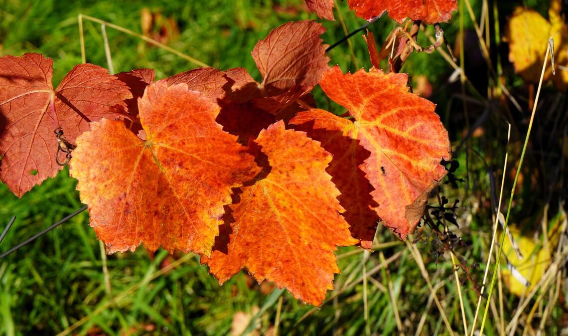 Herbstfarben