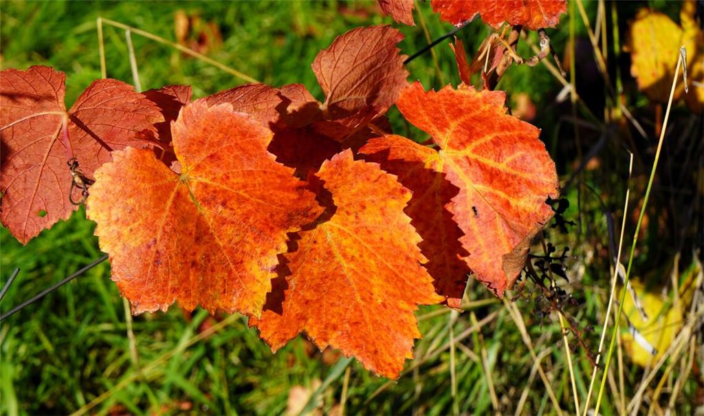 Herbstfarben