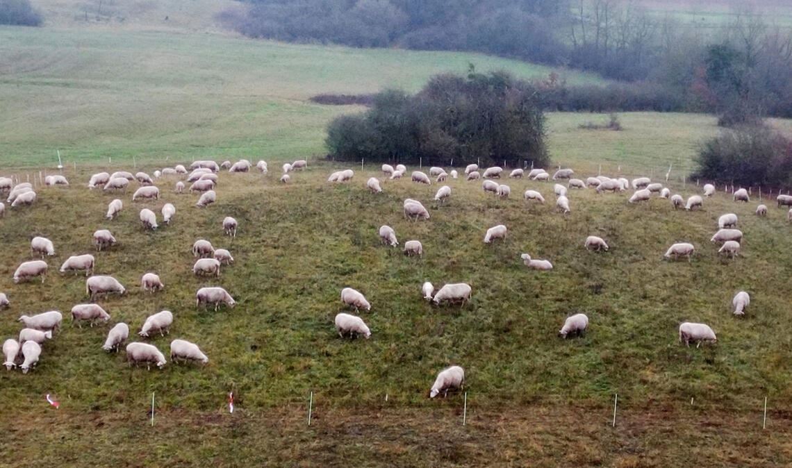 Impulse für den Artenschutz