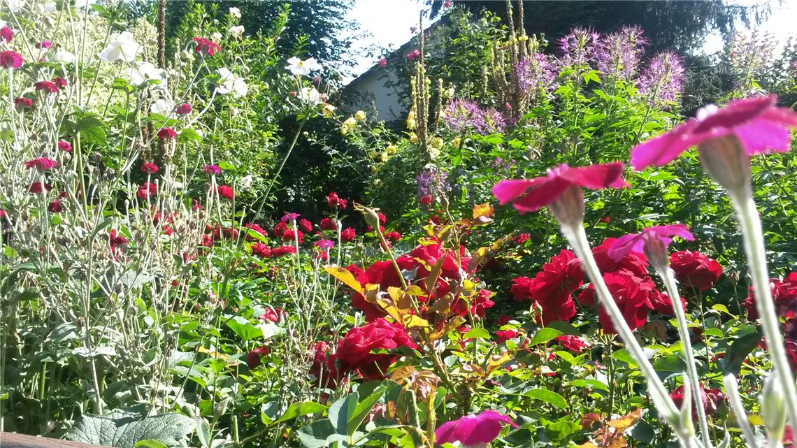 Sommer_BLumenstock_Karl_Garten_Zaiserswei