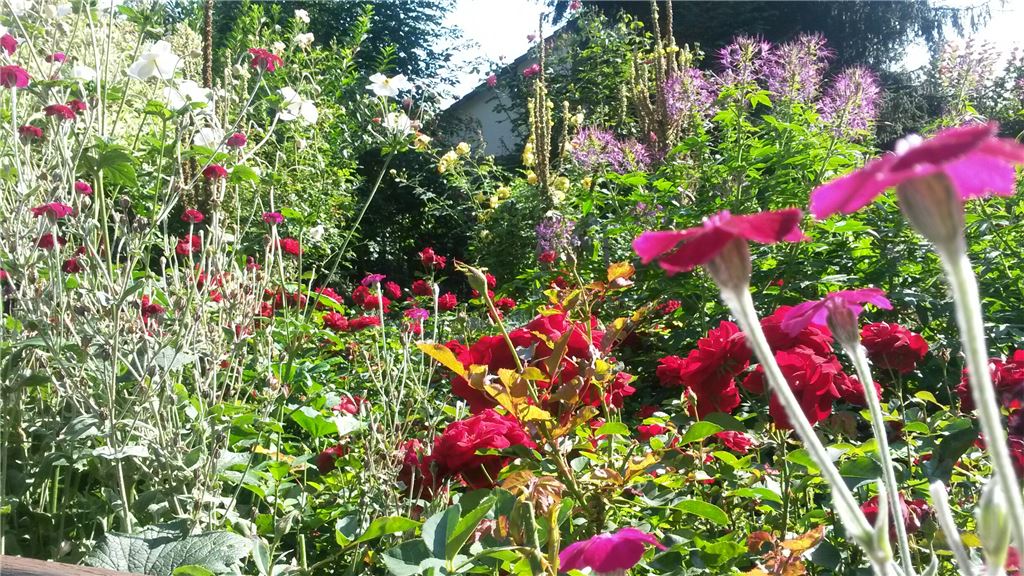 Sommer_BLumenstock_Karl_Garten_Zaiserswei