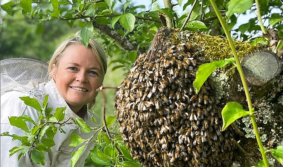 „Asiatische Hornisse“: Imker bauen auf Stadt