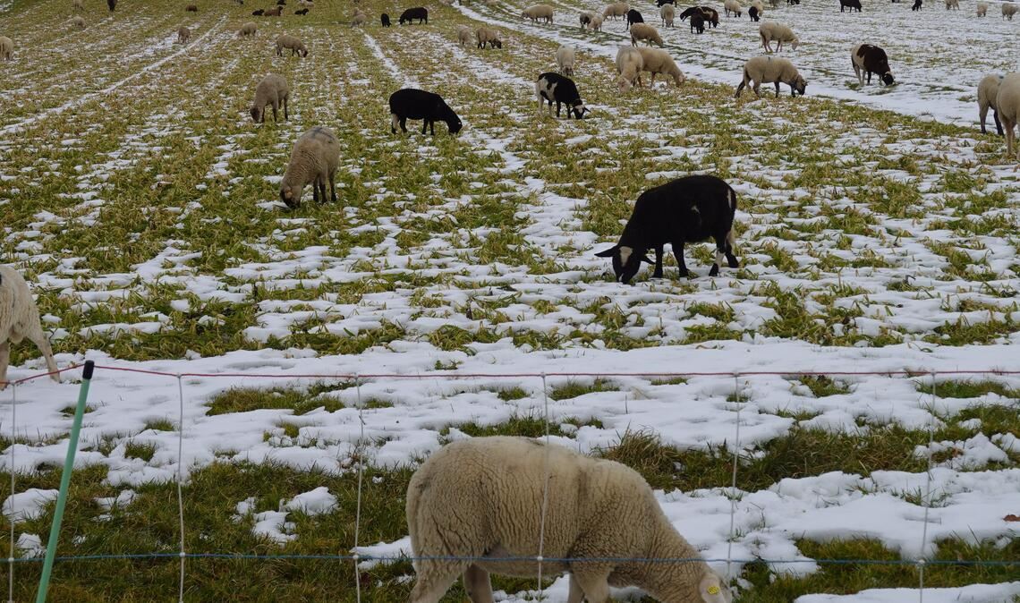 Schneemotive für Kalender gesucht
