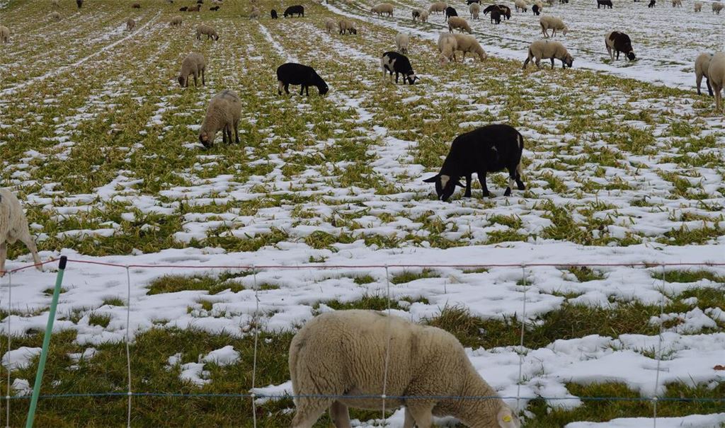 Schneemotive für Kalender gesucht
