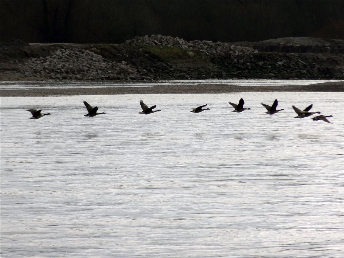 910_0008_85658_Winter_Kromer_Philip_Wildgaense_am_Rhein