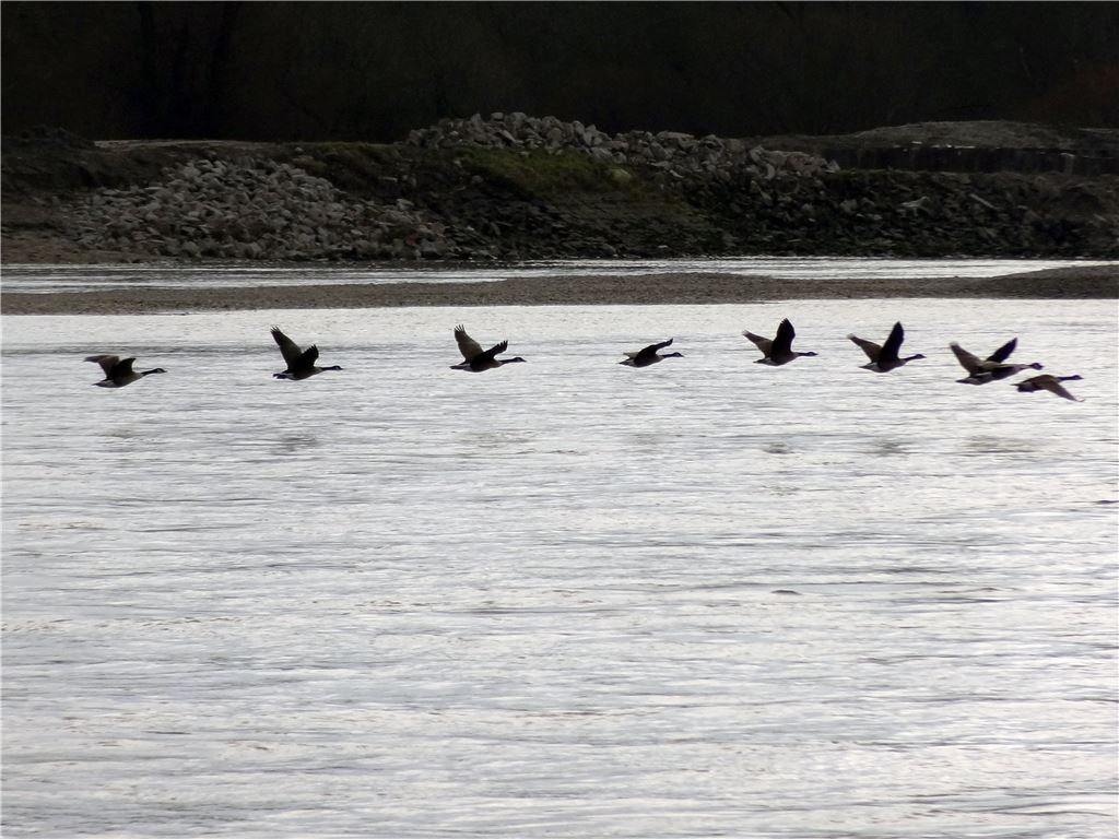 910_0008_85658_Winter_Kromer_Philip_Wildgaense_am_Rhein