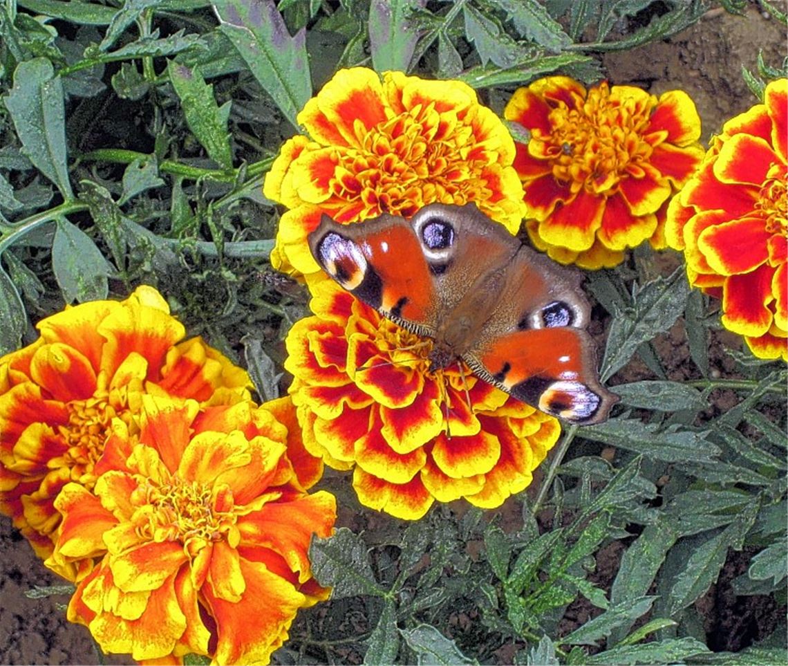 Sommerzeit Sommerzeit