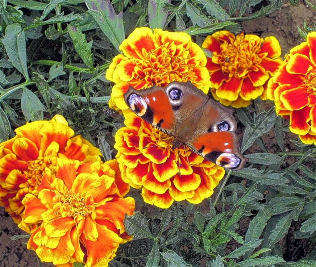 Sommerzeit