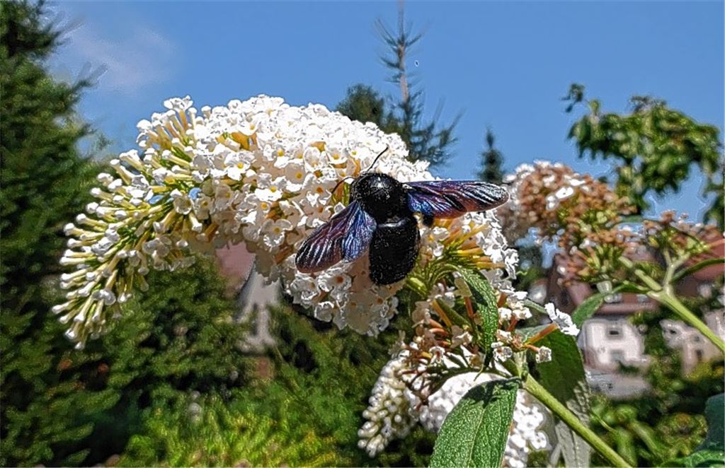 Sommerzeit