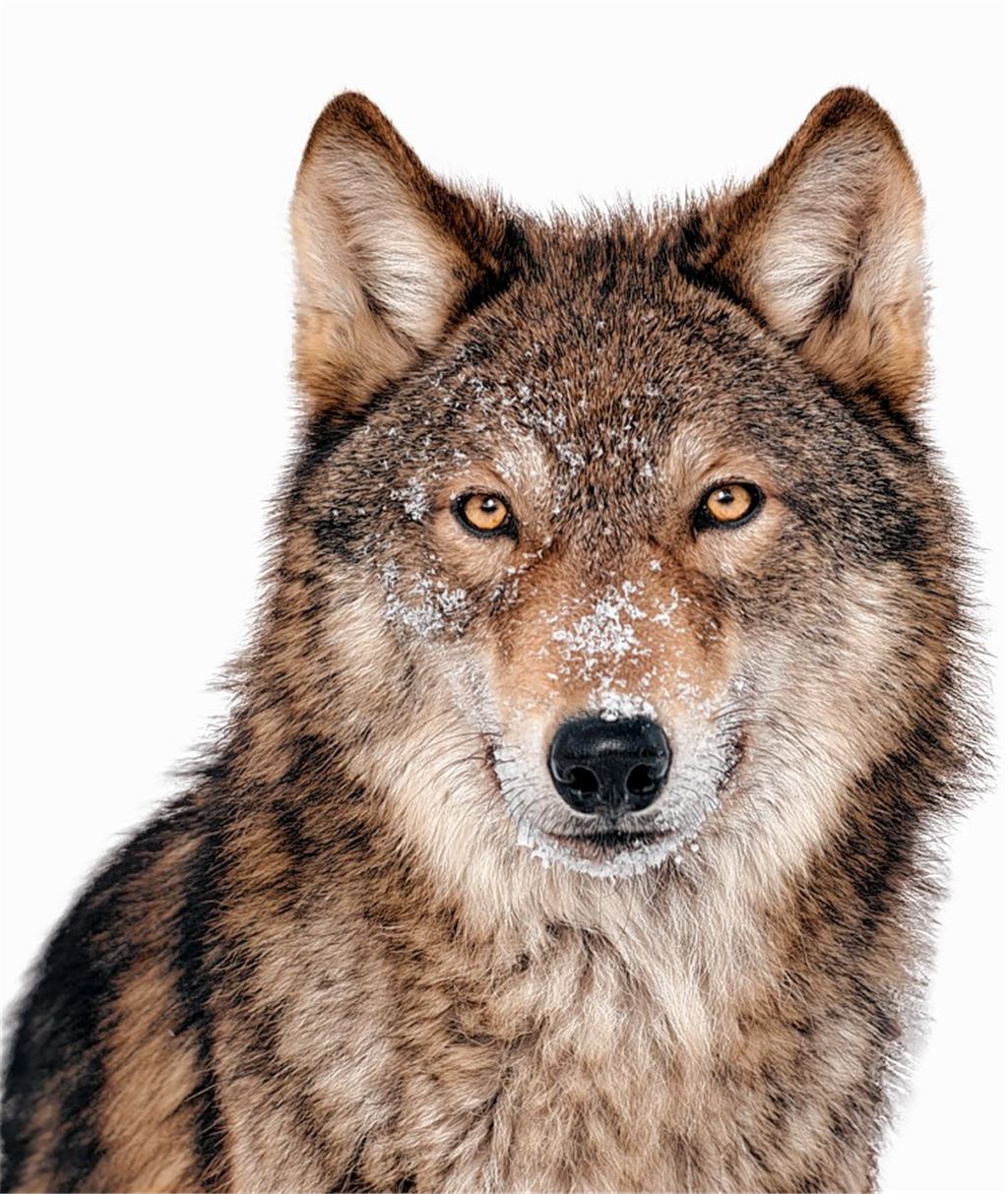Die Wahrheit über den „bösen“ Wolf
