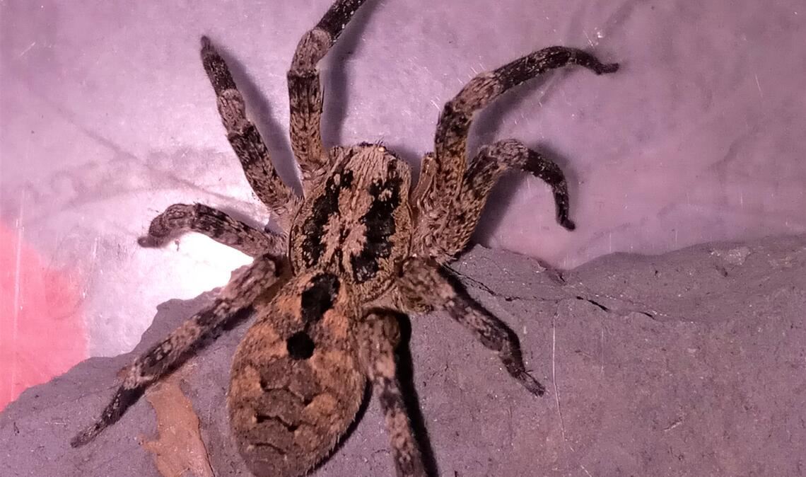 Acht Beine und noch mehr Ängste