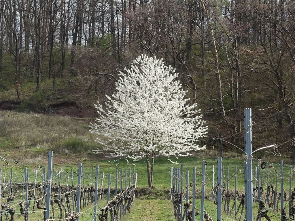 Frühlingsgefühle