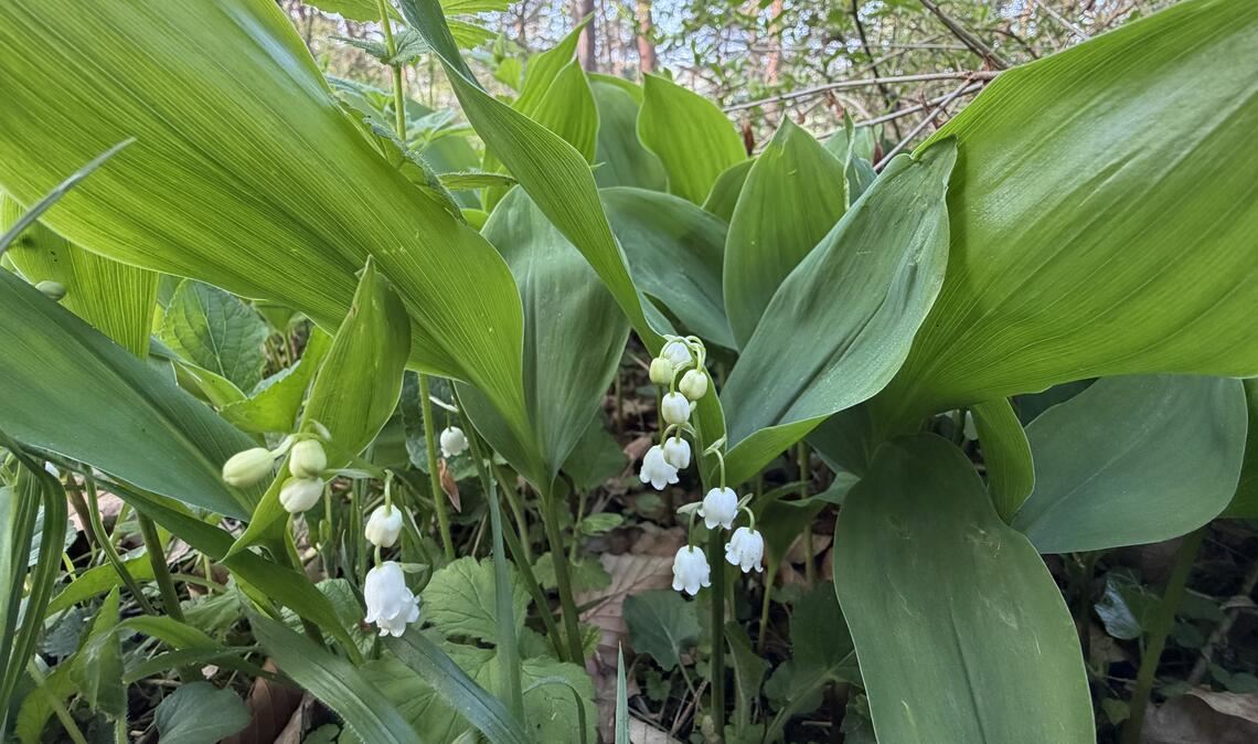 Frühlingsgefühle