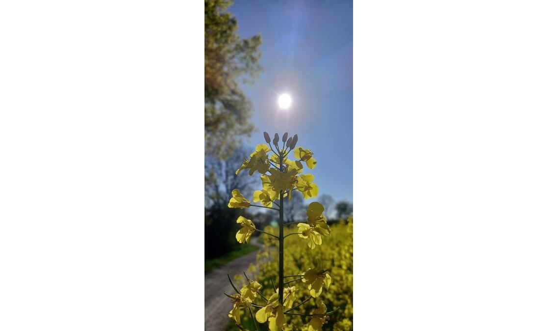 Frühlingsgefühle