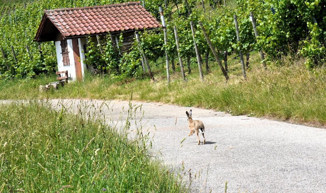 Frühlingsgefühle