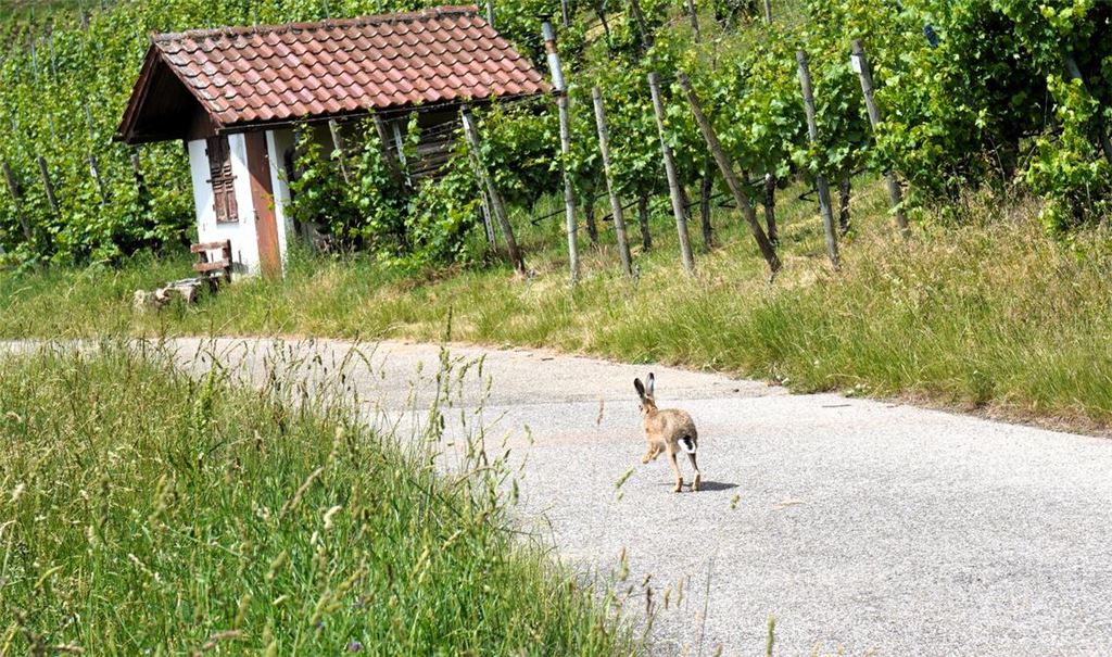 Frühlingsgefühle
