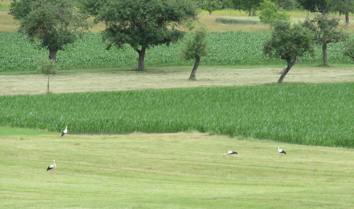 Versammlung auf der Wiese