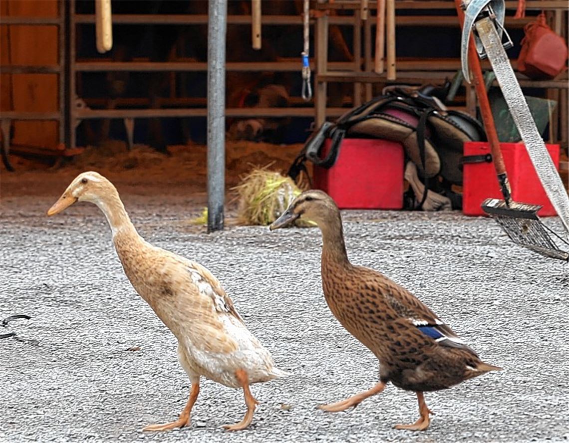 Artisten fiebern Premiere entgegen