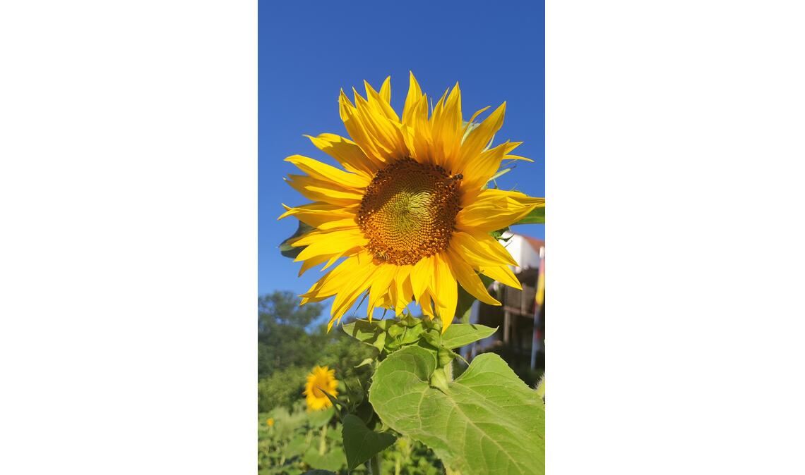 Sommerzeit