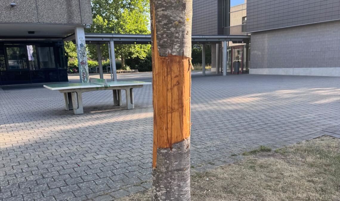 Rinde mehrerer Bäume abgeschält
