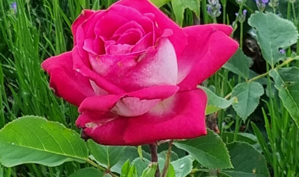 Sommerzeit