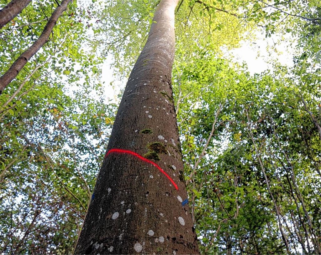 Wie ein Baum fällt