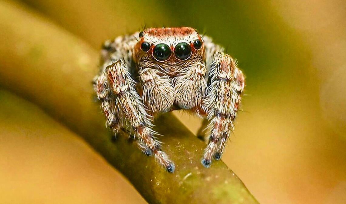Auge in Auge mit der Spinne