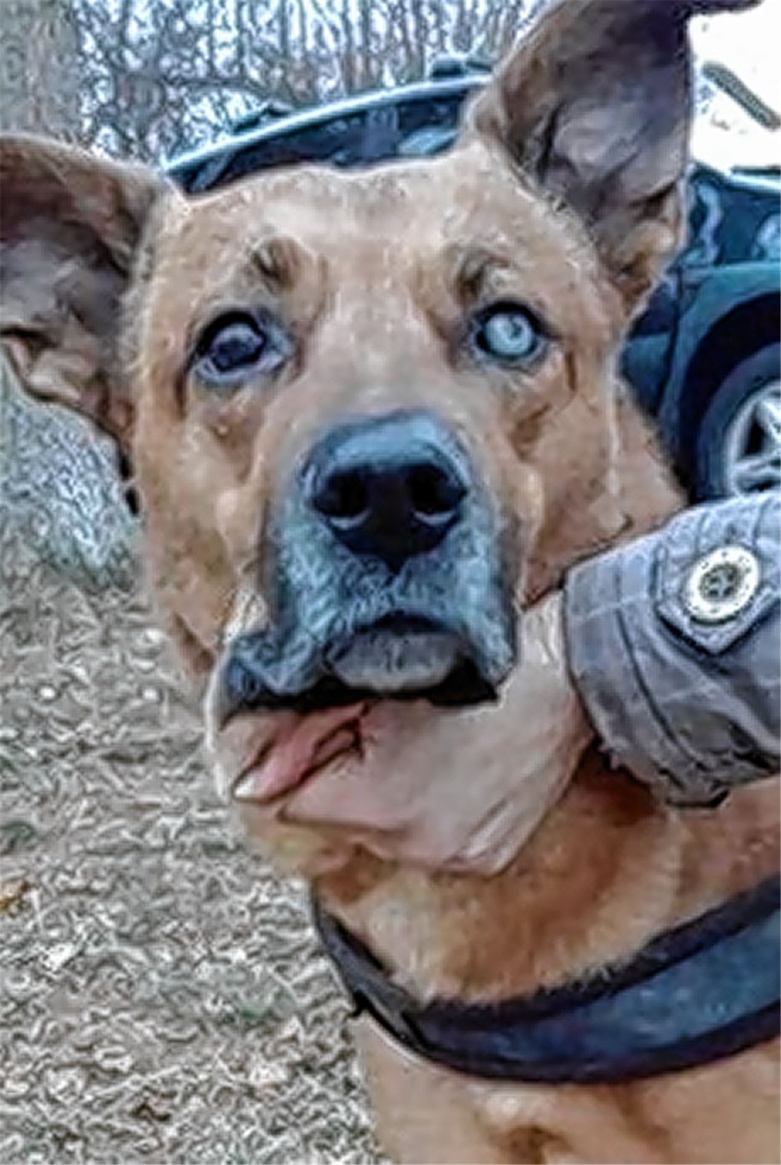 Hund ausgesetzt: Polizei sucht Besitzer