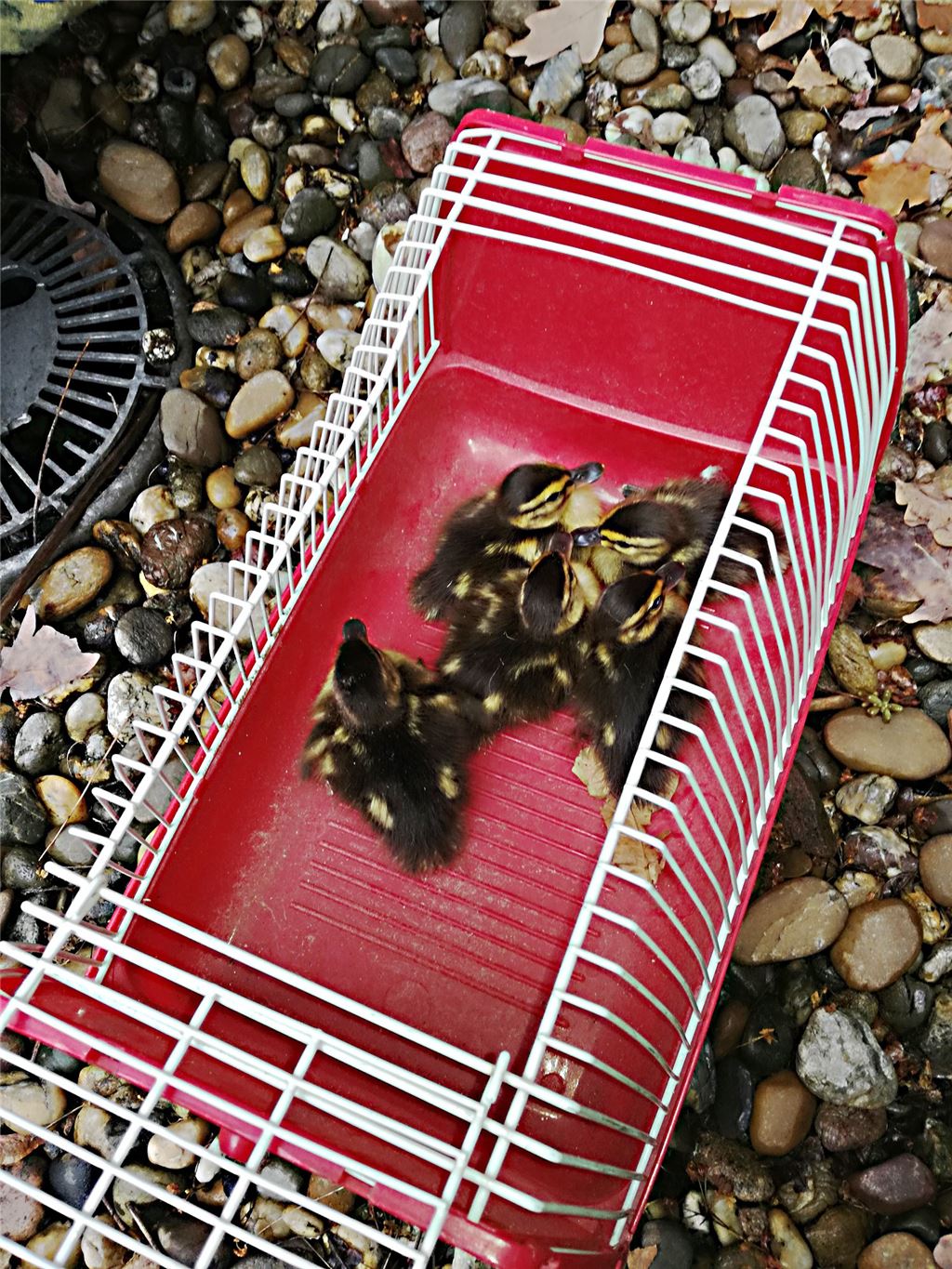 Foto: Feuerwehr Mühlacker