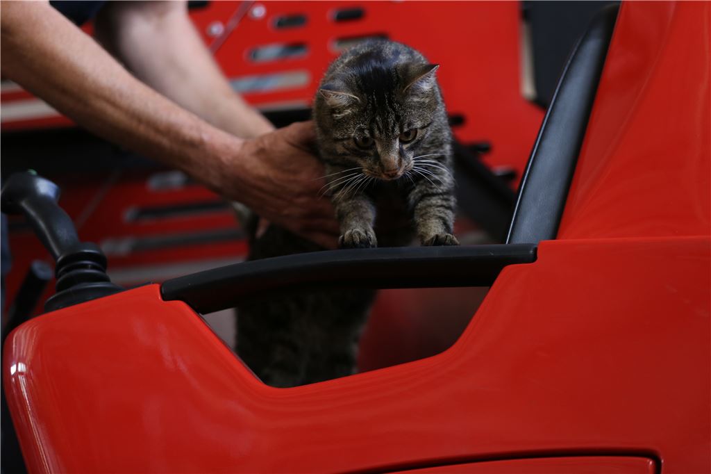 lh Feuerwehr Katze (2)