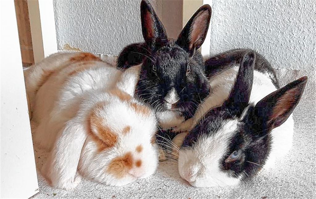 Ein Herz für Fellnasen