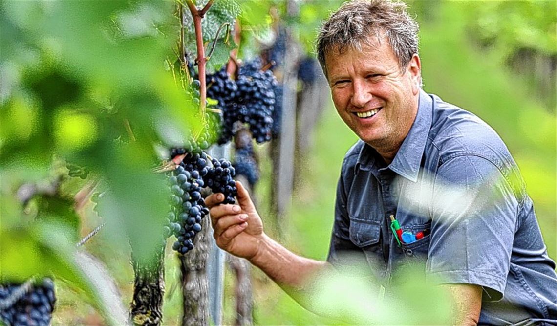 Winzer kämpfen mit dem Wetter