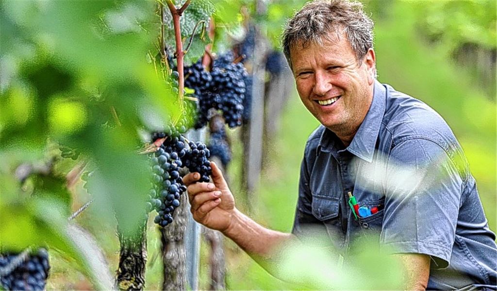 Winzer kämpfen mit dem Wetter