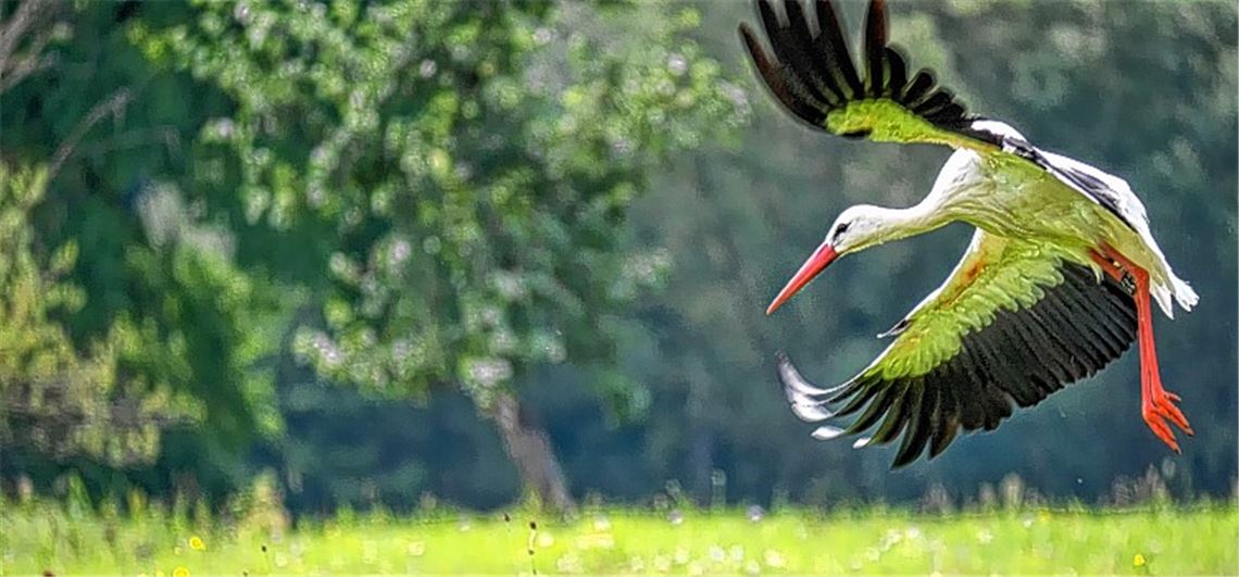 Storch fliegt bei Fotowahl aufs Siegertreppchen