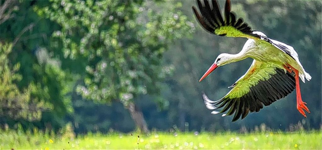Storch fliegt bei Fotowahl aufs Siegertreppchen