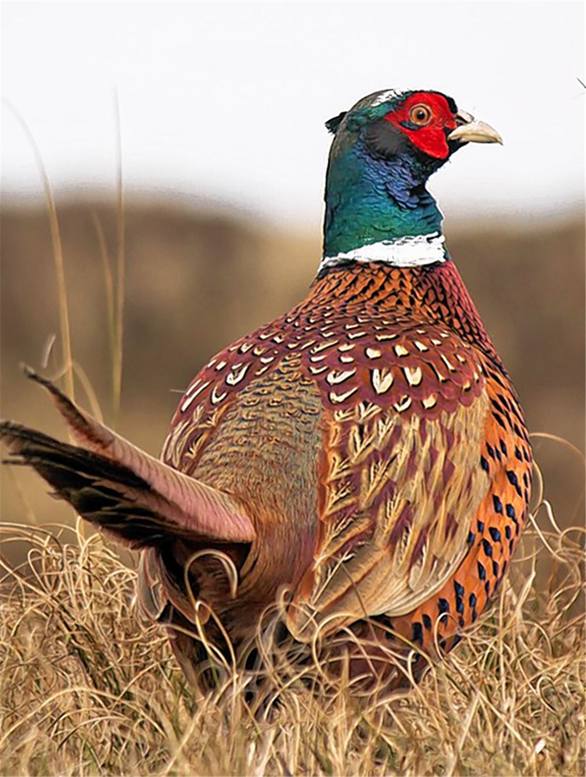 Blühwiesen sollen bedrohte Arten retten