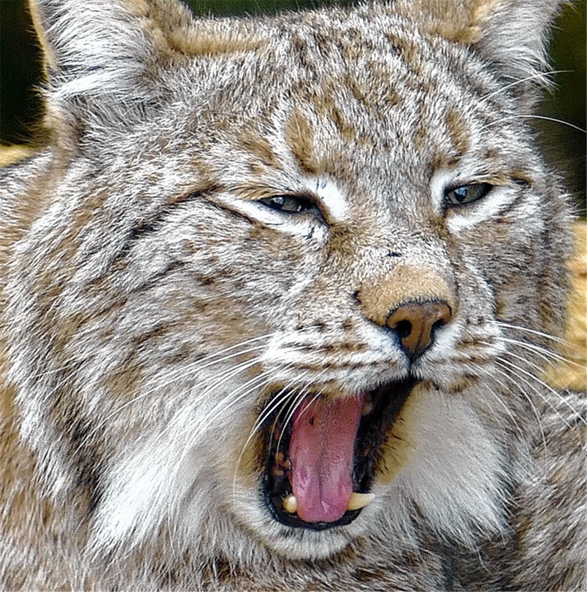 Tierischer Nachwuchs lässt sich Zeit