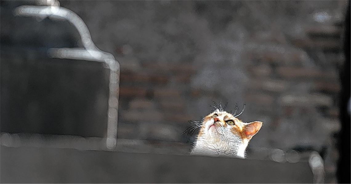 „Ich bin keine Katzenfotografin“