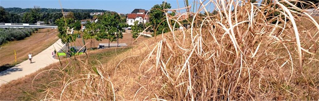 Die Dauerhitze und ihre Schattenseiten