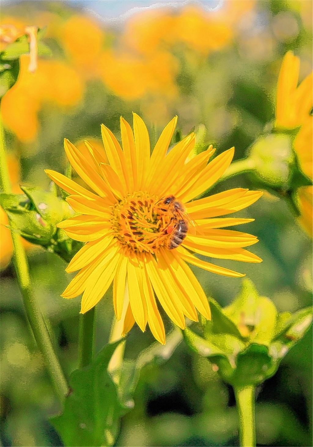 „Silphie“ macht dem Mais Konkurrenz