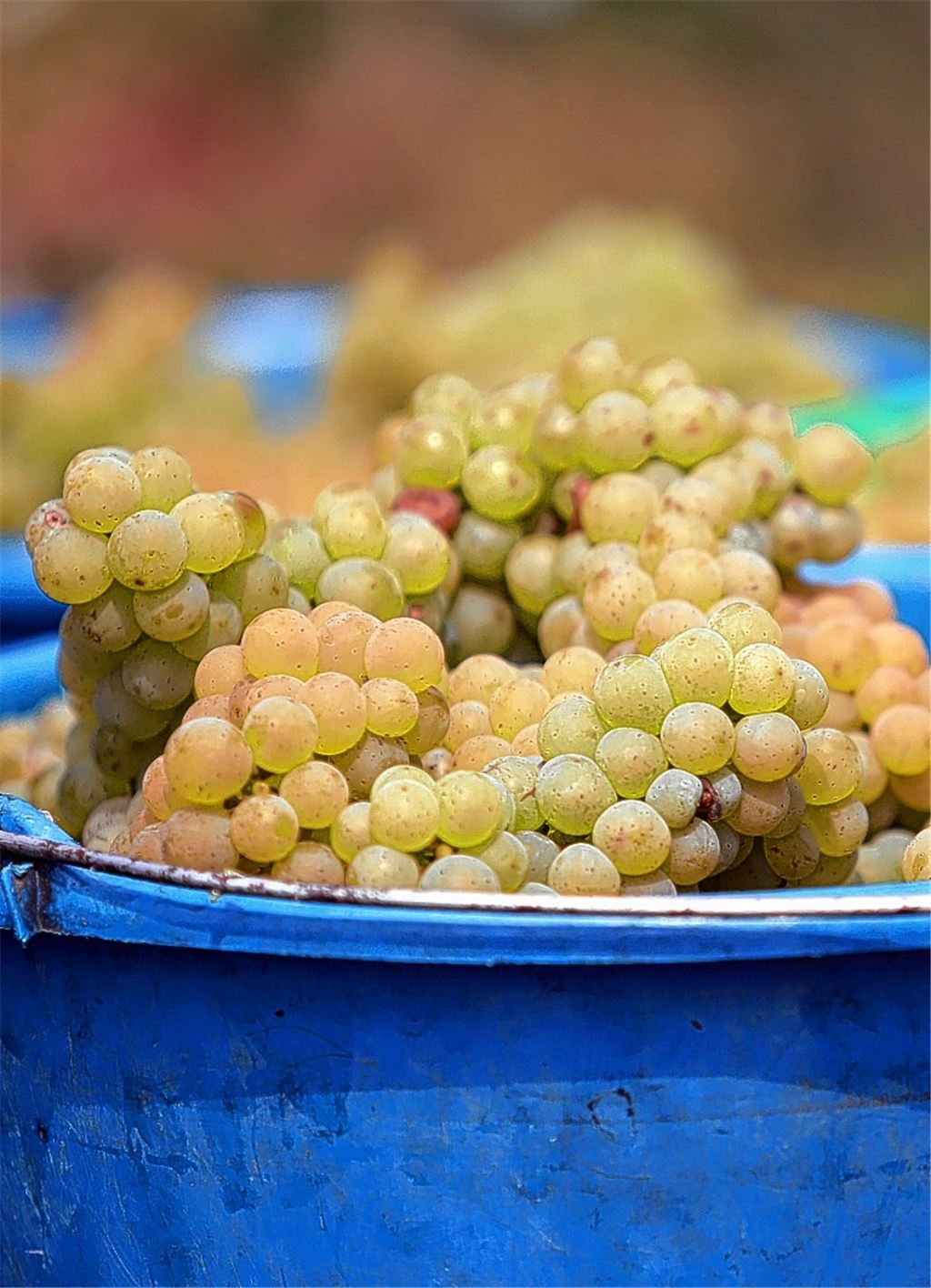 Lese beginnt so früh wie noch nie